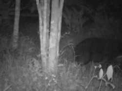 Mengenal Makhluk Hitam Misterius di Agam yang Ternyata Beruang Madu