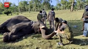 VIDEO: India Lakukan Tes Covid-19 Ke gajah