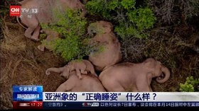 VIDEO: Kawanan Gajah Beristirahat di Tengah Hutan Tiongkok