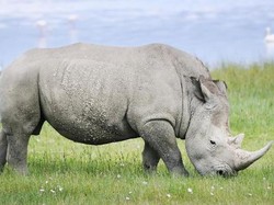 Bunuh Badak Putih Langka, Taman Safari Florida Dikecam Dunia