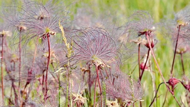Jika Anda suka tanaman yang kuat dan berbunga, tanaman gulali atau Prairie smoke bisa jadi pilihan.