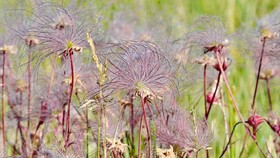 Prairie Smoke, Tanaman Berbunga 'Gulali'