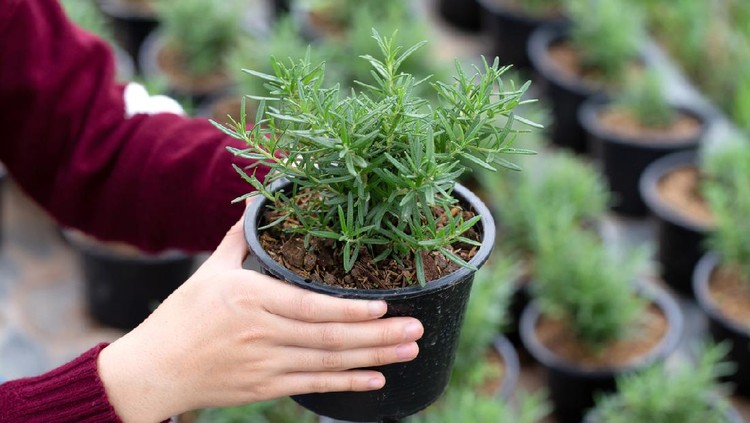 Woman holding a flowerpot of growing rosemary in her hand.