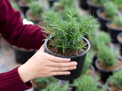 7 Daun untuk Menurunkan Berat Badan dan Hilangkan Lemak Perut, Tanam di Rumah Bun!
