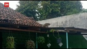 VIDEO: Kera Liar Masuk Rumah Warga