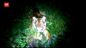 VIDEO: Harimau Sumatera Berkeliaran Di Kebunan Kelapa Sawit
