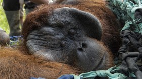 FOTO: Mengantar Jala Si Orang Utan Pulang ke Alam Liar