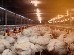 Stabilnya Harga Ayam Hidup, Tanda Industri Unggas Kembali Bergairah?