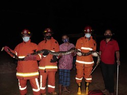 Ular Piton Ditangkap dari Kandang Ternak Warga Trenggalek