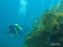 Mengenal Manuniu, Burung Zombie Endemik Pulau Sangihe