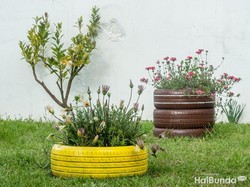 Deretan Tanaman yang Bisa Tumbuh di Tempat Teduh, Cantik!