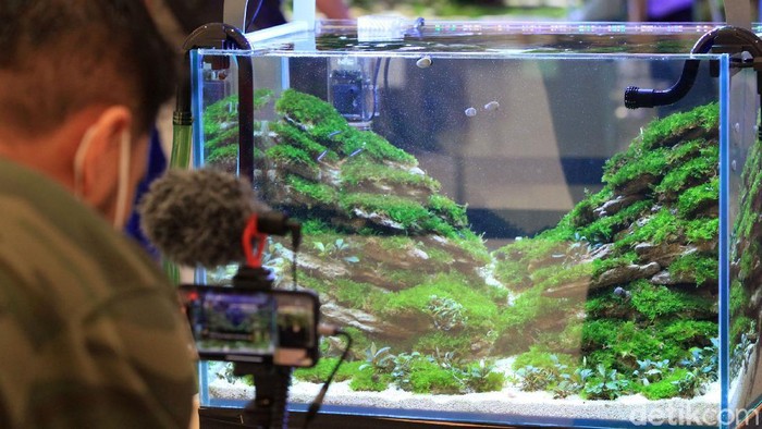 Pengunjung pusat perbelanjaan melihat dengan detil karya para scaper dalam pameran 'Aquascaping Contest & Expo' di Trans Studio Mall (TSM) Cibubur,  Sabtu (12/6/2021).  Pameran akan berlangsung hingga pekan depan (19/6/2021).