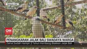 VIDEO: Penangkaran Jalak Bali Swadaya Warga
