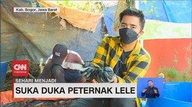 VIDEO: Sehari Menjadi Peternak Lele