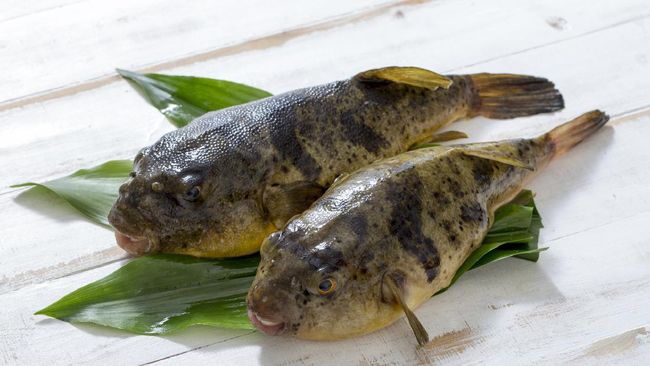 Berikut beberapa kuliner populer yang dibuat dari hewan laut yang beracun. Namun berkat pengolahan yang tepat, hewan laut ini bisa dimakan.