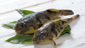 4 Hewan Laut Beracun yang Jadi Makanan Khas di Dunia