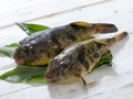 4 Hewan Laut Beracun yang Jadi Makanan Khas di Dunia