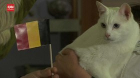 VIDEO: Kucing Achilles Sukses Prediksi Belgia vs Rusia