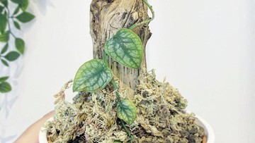 AIR HINGGA PUPUK MONSTERA DUBIA