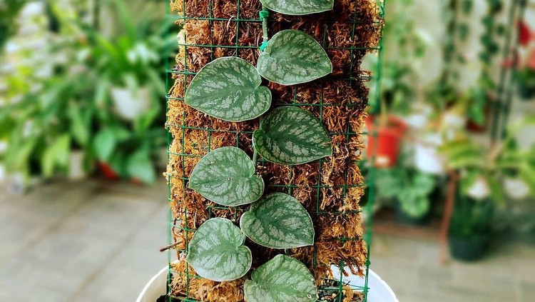 Monstera Dubia Monstera Dubia