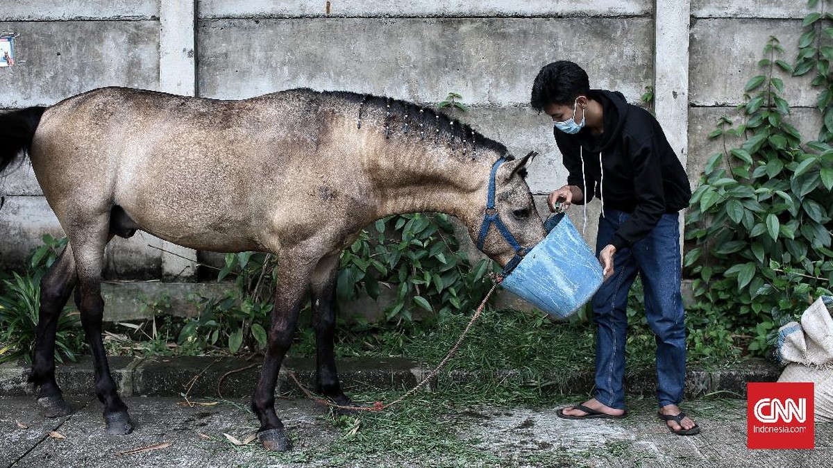 FOTO: Pemasangan Tapal Kuda Delman di Jakarta Selatan
