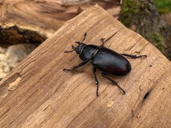 Menguak Misteri Mikrobioma Serangga