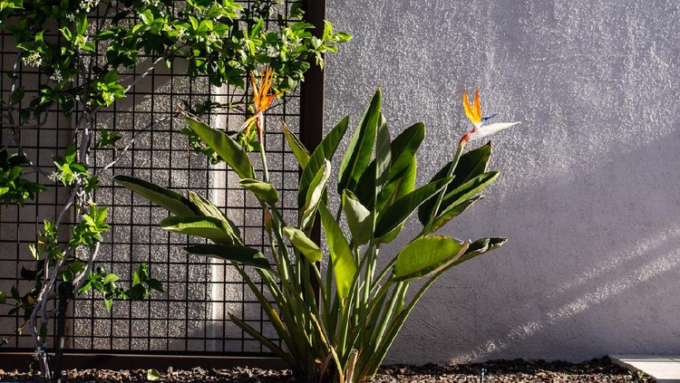 Tanaman Hias Cendrawasih A backyard in bloom in Mesa, AZ