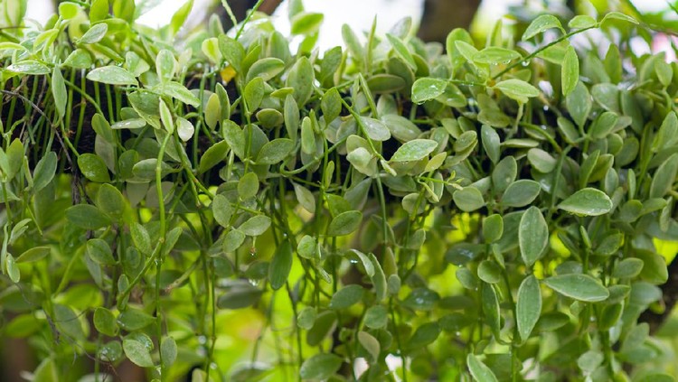Dischidia nummularia Variegata
