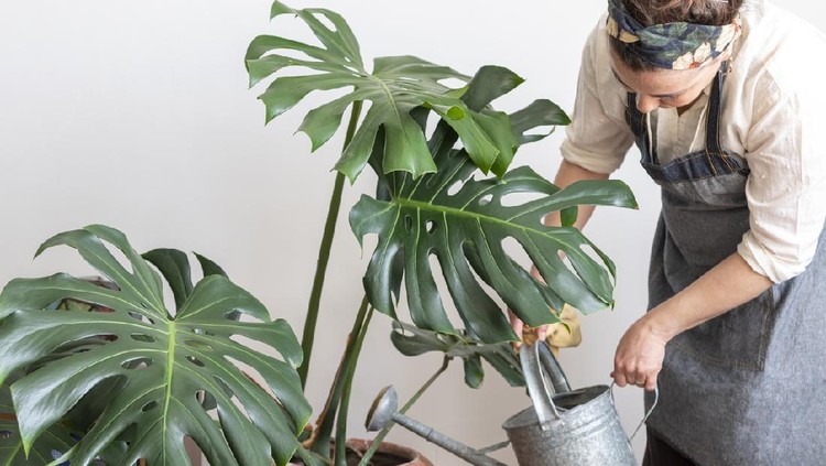 Young happy brunette woman pouring water from watering can on potted plants in her home greenhouse, her little private garden.