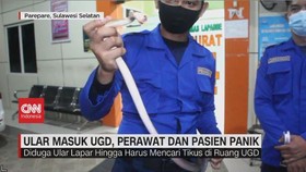 VIDEO; Ular Masuk UGD, Perawat Dan Pasien Panik