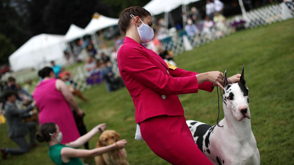 FOTO: Aksi Lucu Anjing-anjing di Kontes Westminster Dog Show