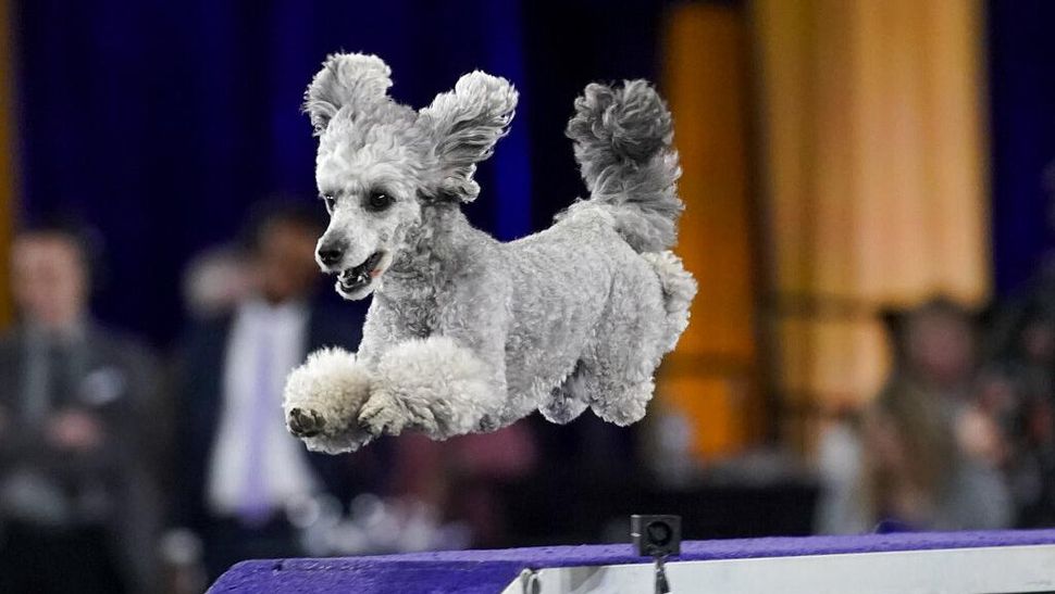 Foto Aksi Lucu Anjing Anjing Di Kontes Westminster Dog Show Foto 10