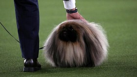 FOTO: Aksi Lucu Anjing-anjing di Kontes Westminster Dog Show