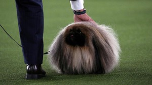 FOTO: Aksi Lucu Anjing-anjing di Kontes Westminster Dog Show