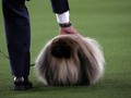 FOTO: Aksi Lucu Anjing-anjing di Kontes Westminster Dog Show