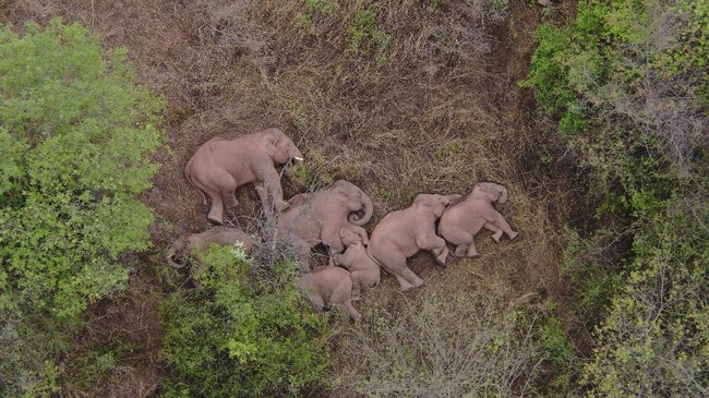 Seekor gajah jantan ditemukan warga mati dalam keadaan tanpa kepala di area perkebunan sawit di Kecamatan Banda Alam, Kabupaten Aceh Timur, Aceh.