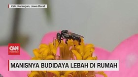 VIDEO: Manisnya Budidaya Lebah di Rumah