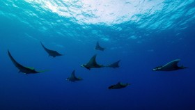 Pari Manta Hingga Hiu Berjalan Terancam Pengerukan Pasir Laut
