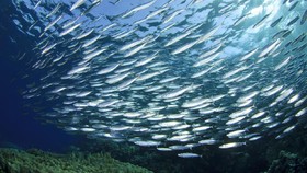 7 Migrasi Hewan Laut Paling Mengesankan di Dunia