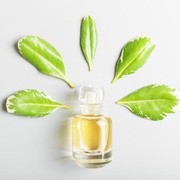 Rekomendasi Parfum Green Tea, Segar Sepanjang Hari!