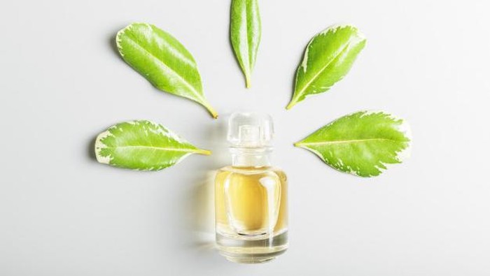 Rekomendasi Parfum Green Tea, Segar Sepanjang Hari!