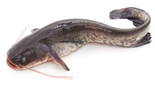 Ikan lele disebut bisa diandalkan untuk mencegah stunting. Namun, bukan berarti orang tua bisa hanya mengandalkan lele untuk melengkapi kebutuhan nutrisi anak.