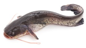 5 Ikan Air Tawar yang Mengandung Protein Tinggi, Apa Saja?