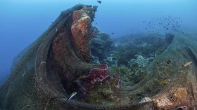 FOTO: Jaring Misterius Mencekik Terumbu Karang Thailand