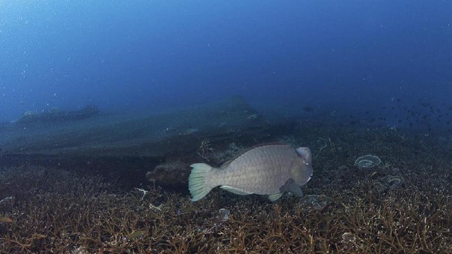 FOTO: Jaring Misterius Mencekik Terumbu Karang Thailand