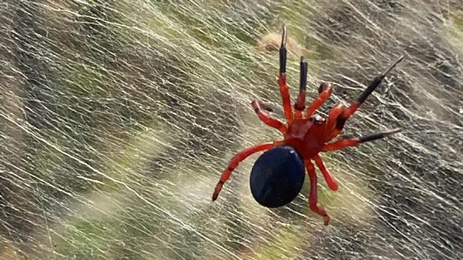 Ahli menjelaskan laba-laba black widow memiliki kekuatan 15 kali lebih beracun daripada ular derik.