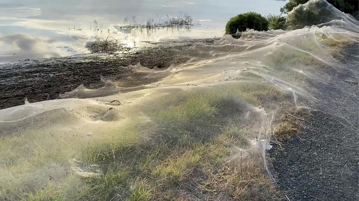 FOTO: Jaring Laba-laba Selimuti Semak Belukar di Australia