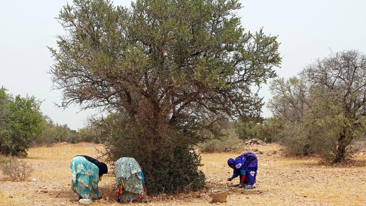FOTO: Mengintip Proses Pembuatan Minyak Argan di Maroko