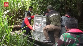 VIDEO: Sembuh Dari Luka Bacok, Lintang Dilepas Liarkan