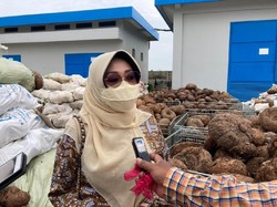 Anggota Komisi IV DPR Apresiasi Kementan soal Budidaya Porang